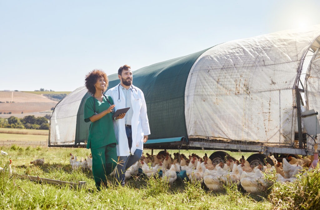 Two veterinarians in a field inspecting free-range chickens near a mobile coop on a sunny day.