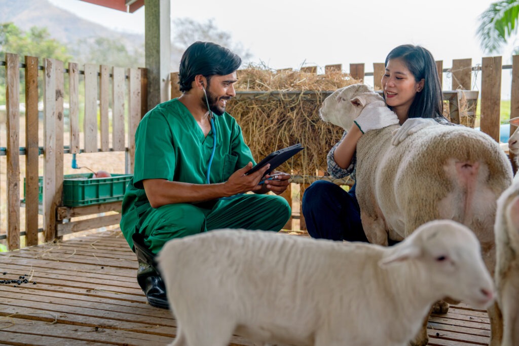 Veterinarian in green scrubs conducting a health check on a sheep while interacting with a farmer