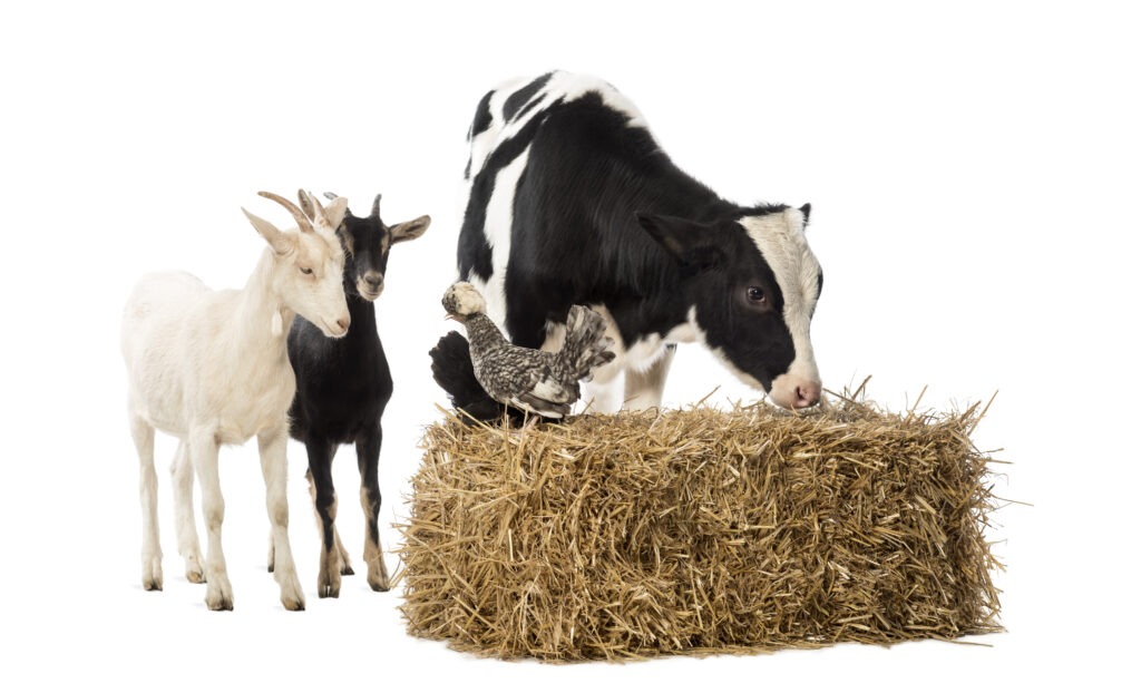 Group of farm animals standing next and on a straw bale, isolated on white