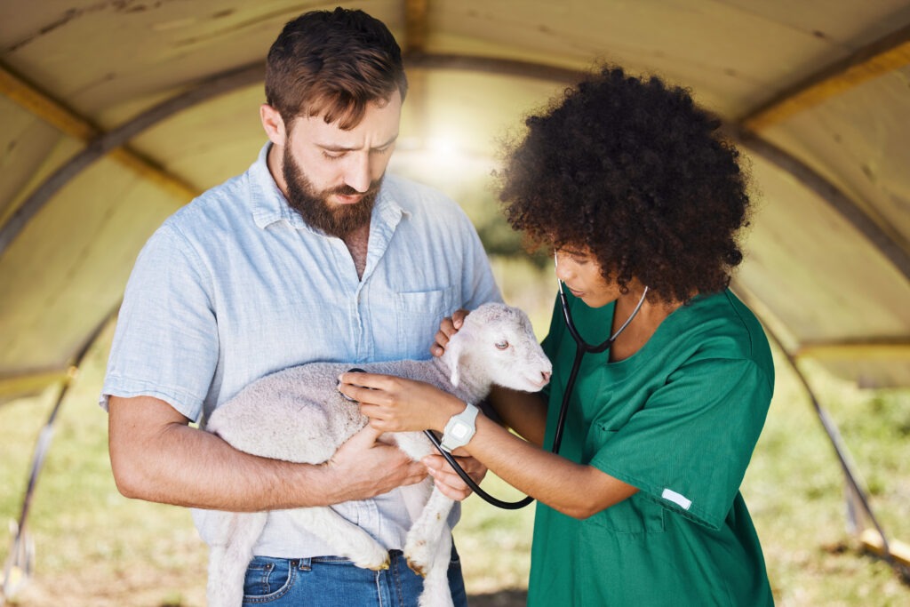 Veterinarian examining a lamb held by a farmer under a farm shelter