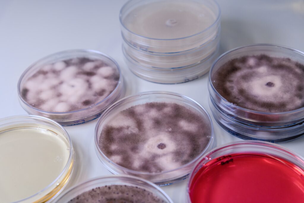 A high angle closeup shot of Petri dishes with different substances