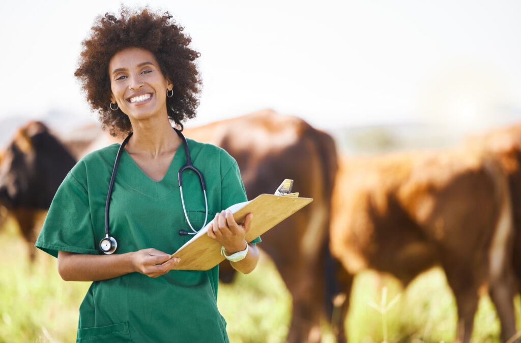 Vet doctor or black woman with cattle farming, agriculture or food industry for healthcare check
