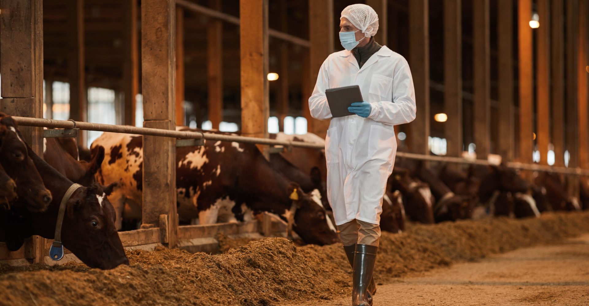 veterinarian wearing mask while inspecting cows and livestock at farm